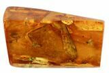 Several Detailed Fossil Flies (Diptera) In Baltic Amber #102763-5